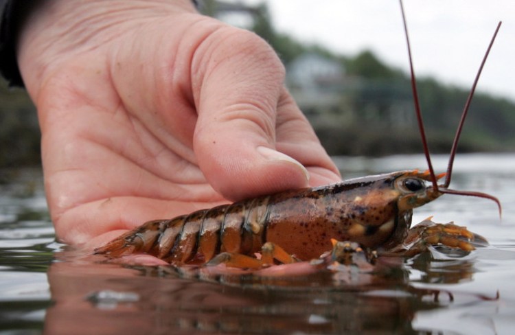 A scientist releases a juvenile lobster while doing research on Orr's Island in Harpswell in 2007. A University of Maine study says lobster larvae struggle in water 5 degrees warmer than is typical in the western Gulf of Maine.