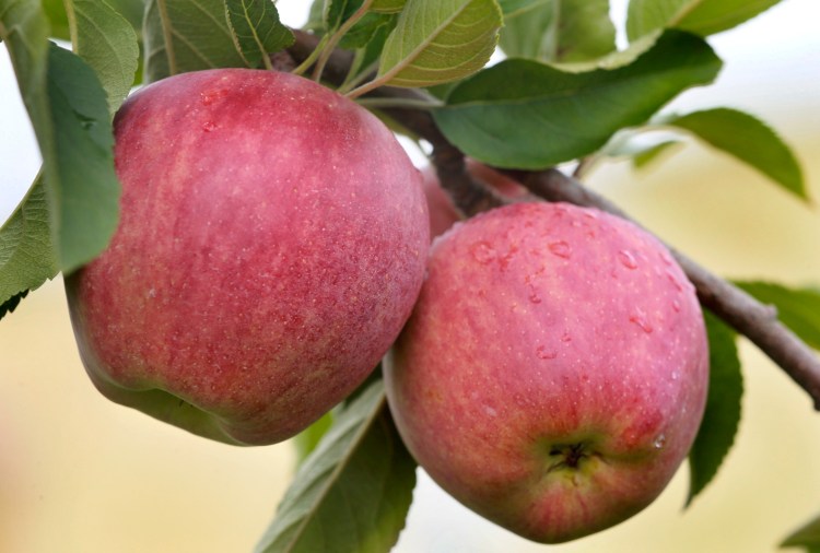 Red Delicious apples are among the fruits still producing as prime produce season winds down.    Ginger Perry/The Winchester Star