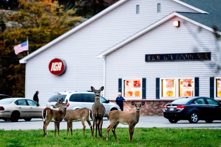 White-tailed deer stand at the edge of the IGA Supermarket parking lot in downtown Eastport. “They’re not afraid of people. They’re not afraid of cars. They are almost pets,” said one resident.