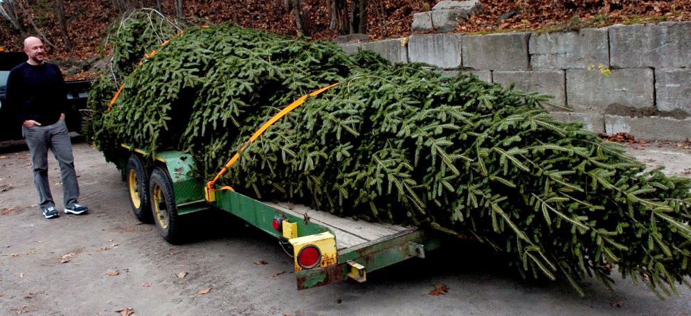 Waterville Parks and Recreation Director Matt Skehan surveys the 30-foot balsam fir Tuesday that will be trimmed and installed Friday in Waterville's Castonquay Square.