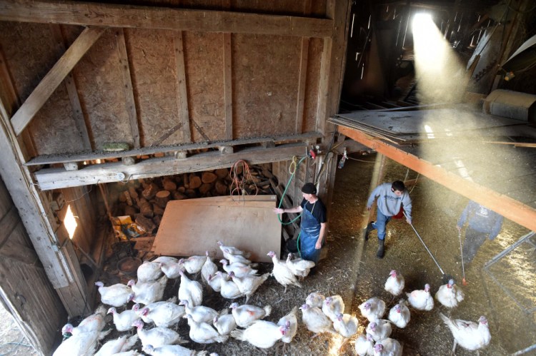 Scott Greaney, center, corrals his turkeys last week in the barn to drive them to the slaughterhouse with the help of Nick Jones, back center, and Josh Savage, right, at Greaney's turkey farm in Mercer.