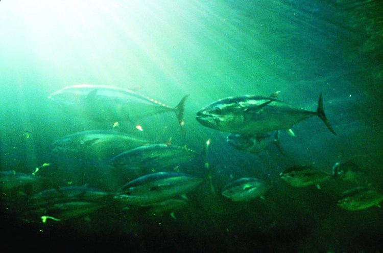 A school of Atlantic bluefin tuna photographed in 2008. <em>NOAA Fisheries Service photo</em>