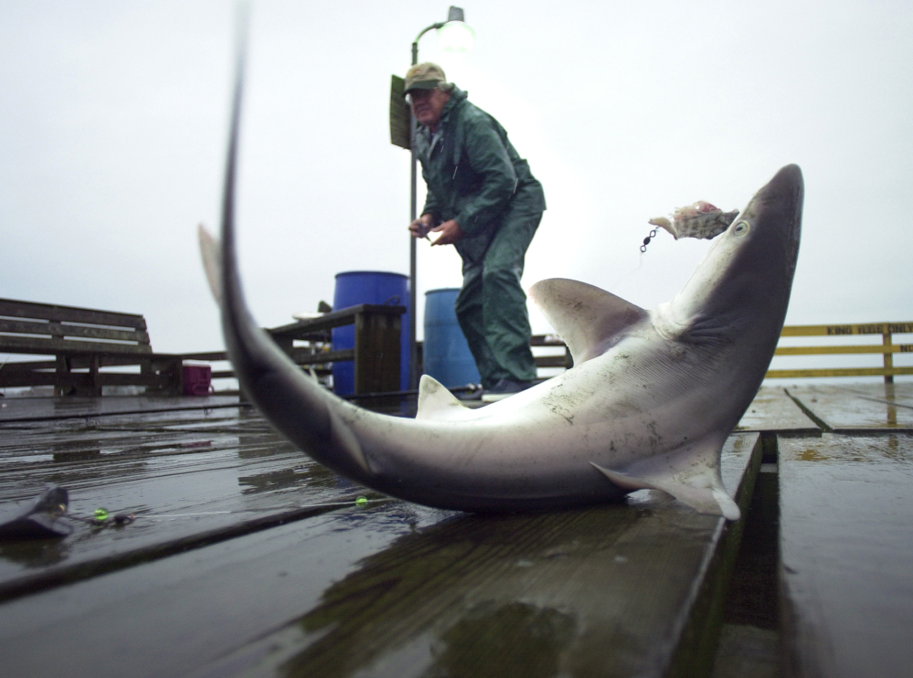 A small dusky shark flails on the end of the Avalon Fishing Pier in Kill Devil Hills, N.C., as a fisherman gets ready to remove the hook. 