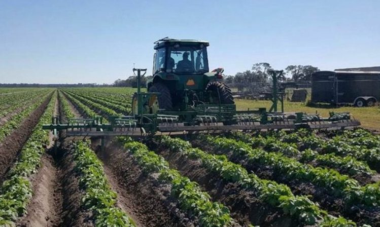 Using farm equipment that spends half the year in Aroostook County, Randy Byrd of Dan Corey's Florida Spuds LLC hills up a field of potatoes. The farm grows red, yellow and white potatoes.