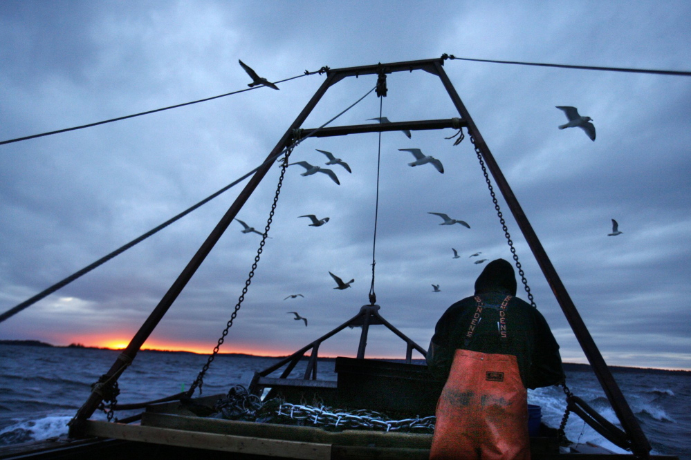 A sternman shucks scallops on a trip back to shore off Harpswell in this December 2011 photo. Maine's fishing industry, already confronting a degree of volatility, faces even more uncertainty as a presidential executive order calls for eliminating two regulations for every new one that's created. Managers "will be hamstrung," says one former fisheries official.