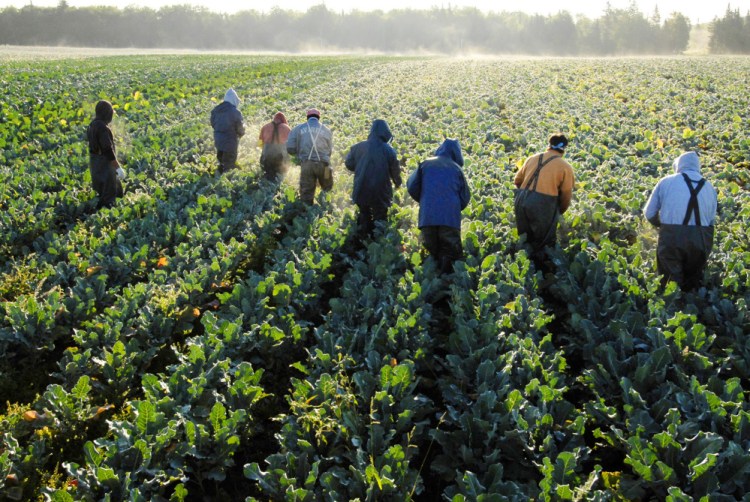 Farmworkers, mostly from Mexico and El Salvador, cut broccoli stalks at Smith's Farm in 2006 near Fort Fairfield in Aroostook County. Emily Smith, the farm's president, says the 200 foreign-born workers she relies on for her harvests "make big money and they deserve every penny."