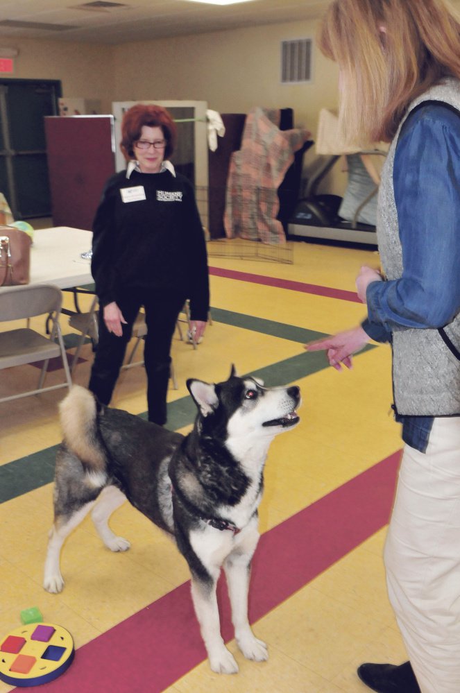 Dakota is the center of attention between Humane Society Waterville Area board member Joann Brizendine, left, and Director Lisa Smith at the Waterville animal shelter on Thursday.