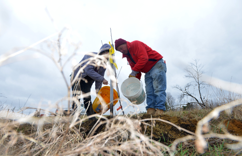 John Correa, right, and Laura Sieger water a newly planted apple tree in Unity on Saturday. "I'm interested in the history of Maine apples," Correa said.