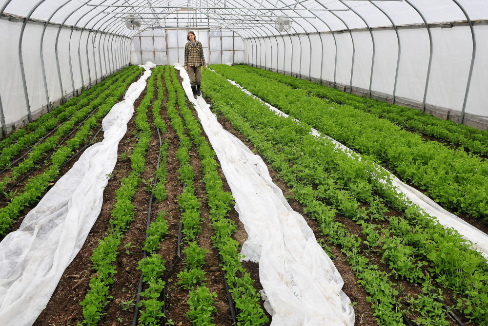 Farmer Johanna Davis walks through one of the greenhouses full of pea plants Tuesday at her Songbird Farm in Unity. Songbird Farm is one of 10 in the country to receive a sustainability grant from The FruitGuys Community Fund. The farm received $2,966 to build a rainwater collection system. The system will help the farm conserve water, which will be an advantage in times of drought.