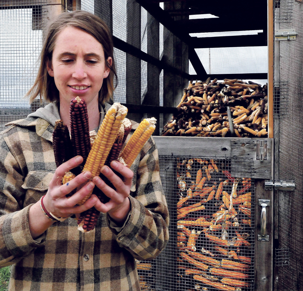 Farmer Johanna Davis inspects varieties of corn Tuesday beside a corn crib at her Songbird Farm in Unity. Songbird Farm is one of 10 in the country to receive a sustainability grant from The FruitGuys Community Fund. The farm received $2,966 to build a rainwater collection system. The system will help the farm conserve water, which will be an advantage in times of drought.