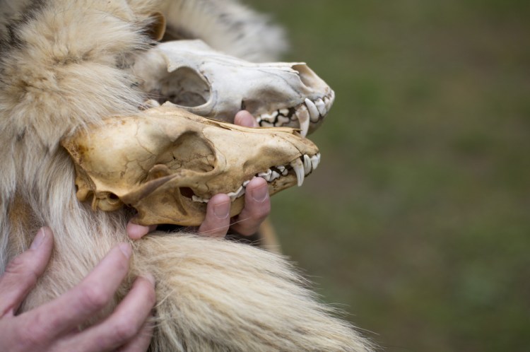 Paula Work, curator of zoology at the Maine State Museum, compares two coyote skulls and pelts: A larger Eastern coyote skull, at top, and the smaller Western variety, foreground. The Eastern coyote that roams the woods and fields of Maine has wolf DNA and Work and other scientists believe natural selection will favor those dominant wolf genes, gradually allowing the species to evolve into a larger predator.