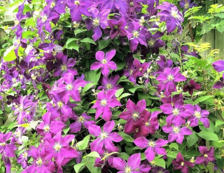 Clematis