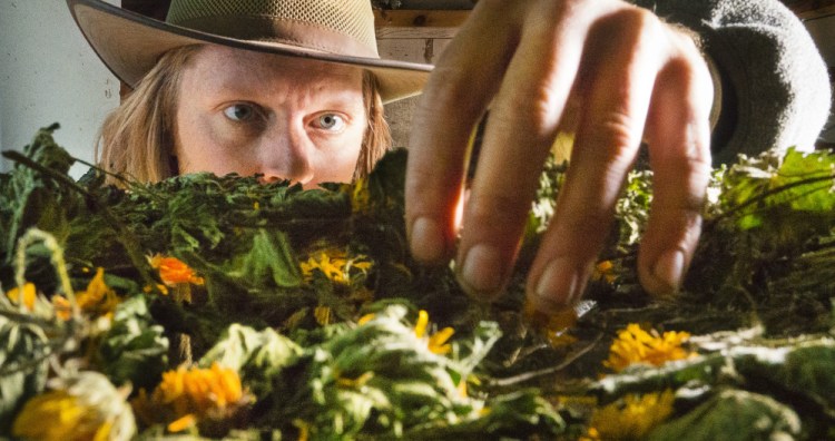 Dan Marion checks on the progress of calendula drying in his Cape Elizabeth barn.