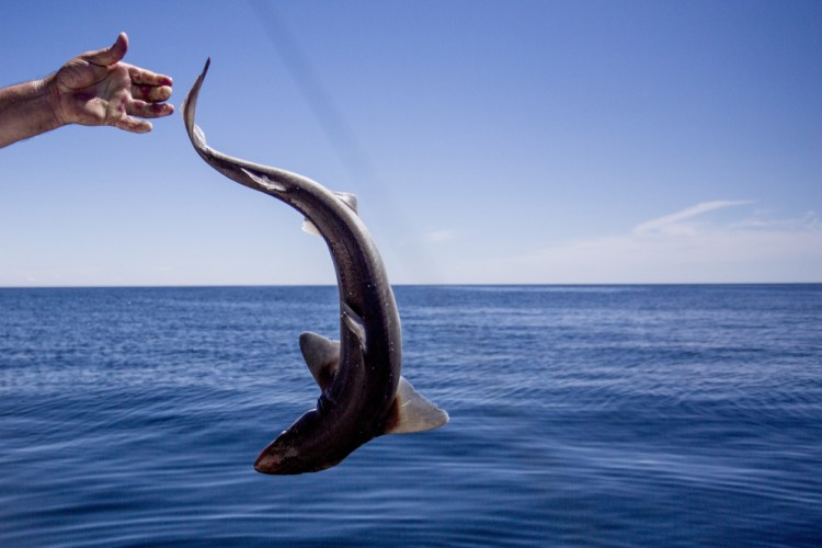 A researcher releases a spiny dogfish, a species of shark, back into the water in the Gulf of Maine in 2016. A Massachusetts fishermen's alliance is working with more than 20 restaurants and markets on Cape Cod to get dogfish and skates to customers.