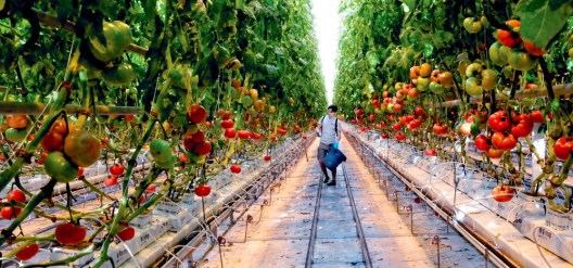 A Backyard Farms employee works in January 2014 in one of the greenhouses at the Madison facility. The Madison tomato grower has been purchased by a Canadian produce company.