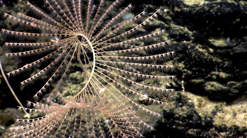 A deep-sea spiral coral is among those on the New England Seamount chain in the North Atlantic Ocean. 