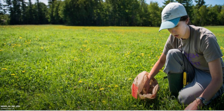 Brianne Du Clos, a UMaine grad student, sets bee traps. Du Clos developed a tool called a BeeMapper to help farmers develop pollination management plans.