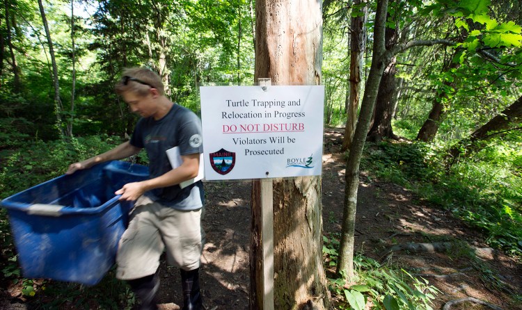 Chad Flinkstrom, an environmental scientist, carries a container Thursday holding 15 turtles that were trapped and removed from the four ponds at Evergreen Cemetery. City officials are urging the public to leave the turtle traps alone.