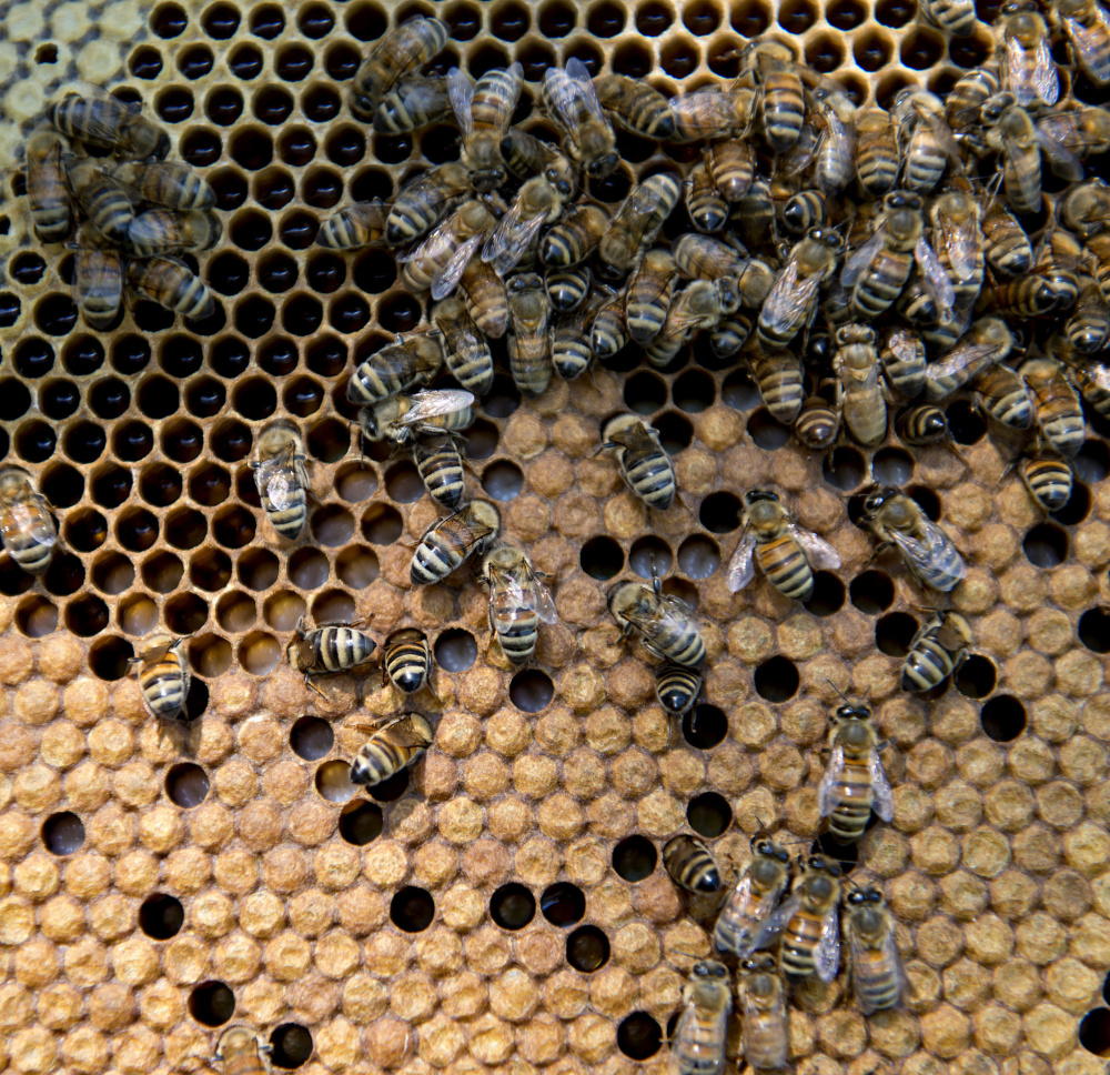 Honey bees climb on the frame of a near Hennepin, Illinois. Bee population numbers are on the rise as a mystery malady has apparently waned.