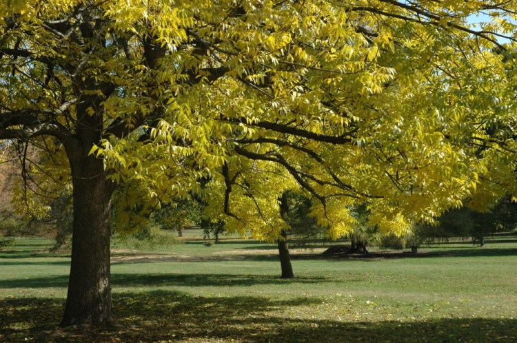 Photo from the Morton Arboretum shows blue ash trees. On Thursday, the International Union for the Conservation of Nature said five prominent species of ash tree in the eastern U.S. have been driven to the brink of extinction from years of lethal attack by the ash borer beetle. Below, an emerald ash borer larvae is removed from an ash tree.