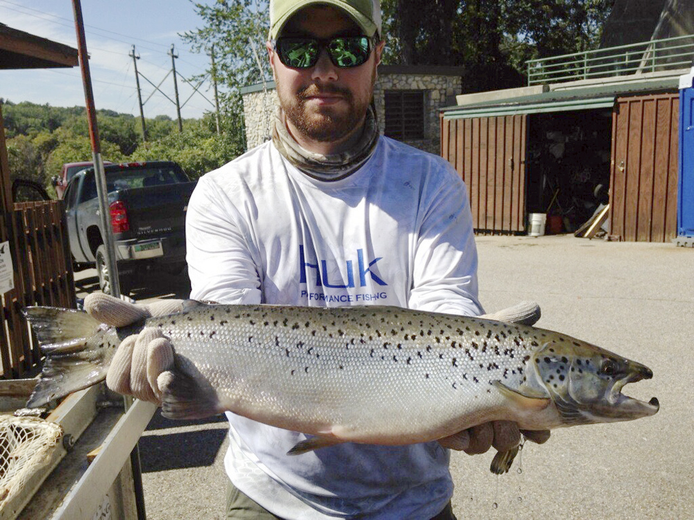 Ryan Cross of the Vermont Department of Fish and Wildlife holds a male salmon in Winooski, Vt., that was being moved around a dam on the Winooski River last month so it can reach its traditional spawning grounds upriver.