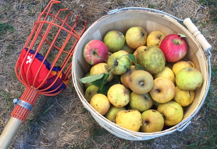 The haul from a weekend spent foraging.