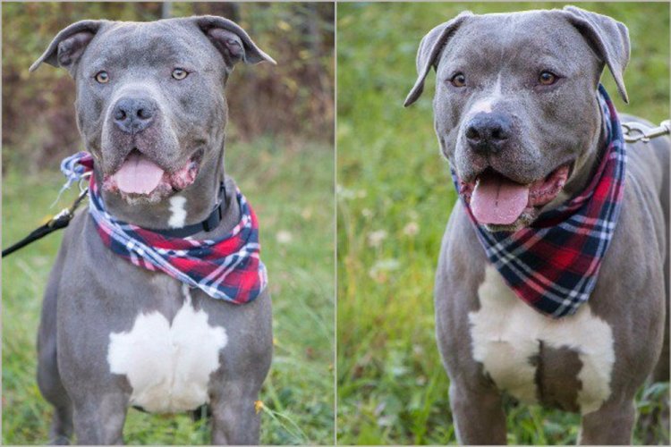 Kole, left, and Bentley, pit bulls owned by Danielle Jones, were ordered by the state's courts to be put to death. Jones says both dogs got loose while on a walk with her minutes after the Supreme Court upheld a euthanasia order against the dangerous dogs.