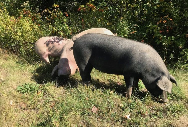 This group of hogs munched grass along the Maine Turnpike on Thursday, but were prevented from going onto the roadway.