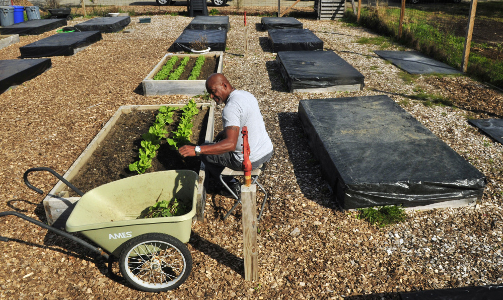 Harold Massey harvests Swiss chard in October at the VA Maine Healthcare System-Togus facility. 