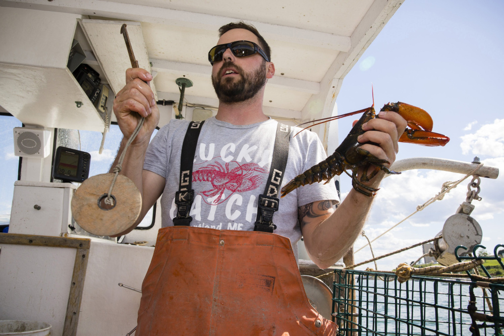 During a promotional tour sponsored by the Maine Lobster Marketing Collaborative in 2017, Capt. Dave Laliberte demonstrates how to measure lobsters to make certain they're legal catches.