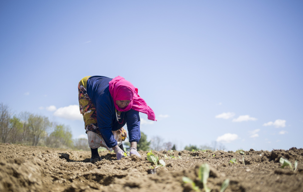 Seynab Ali plants Brussels sprouts at Packard-Littlefield Farm in Lisbon. A federal grant will help provide land access to expand farming in Maine.