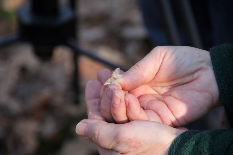 Male winter moths, like this one photographed in South Portland, are most noticeable because they fly, but the near-wingless female moths do the real damage to trees.