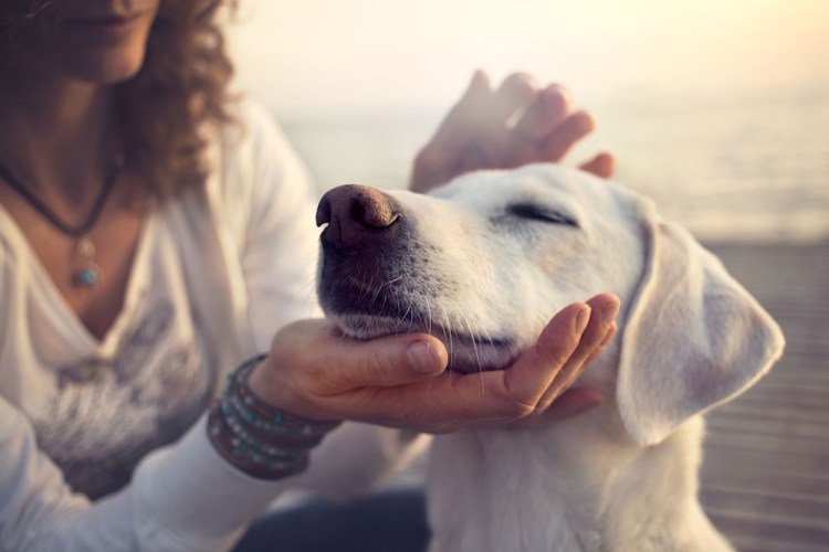 For some people, the sorrow of having to part with a beloved dog may be reason enough to have it cloned.