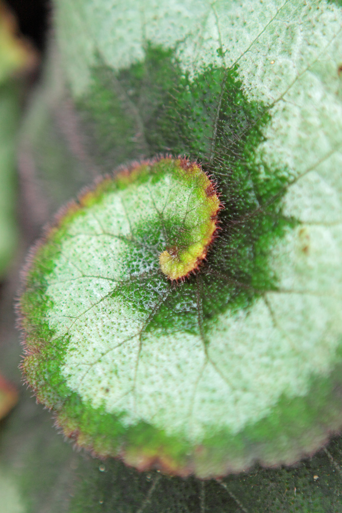 Rex begonia