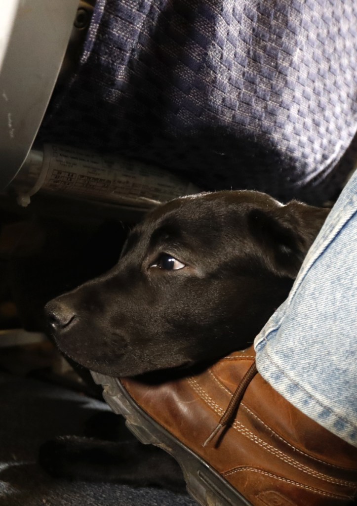 United says comfort-animal owners will have to fill out forms, but not flyers with service animals like Orlando.