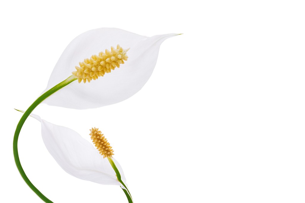 Peace lilies thrive in low light.