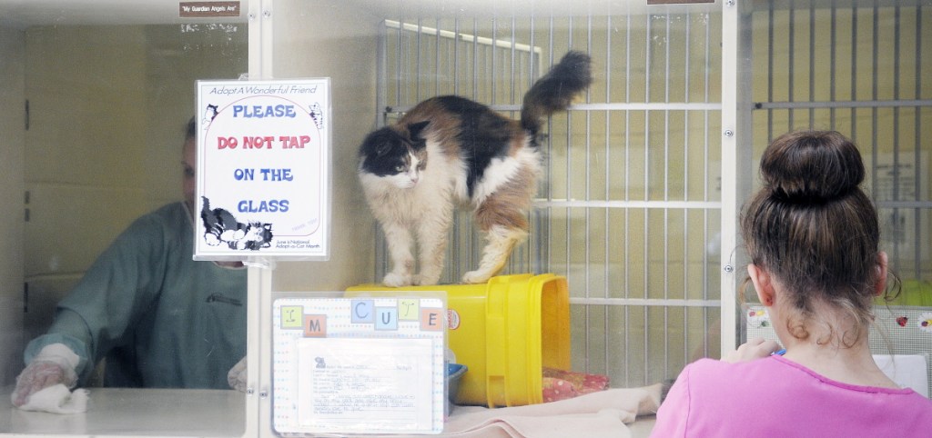 Darel A. Smith II says becoming a volunteer at nonprofits like an animal shelter to satisfy community service requirements can be more difficult than you'd think. Staff photo by Andy Molloy