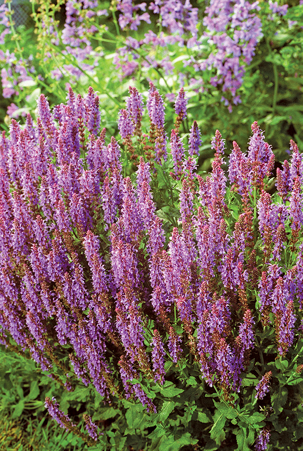 Salvia - the “Blue Hill" variety, shown in a
Monhegan Island garden .