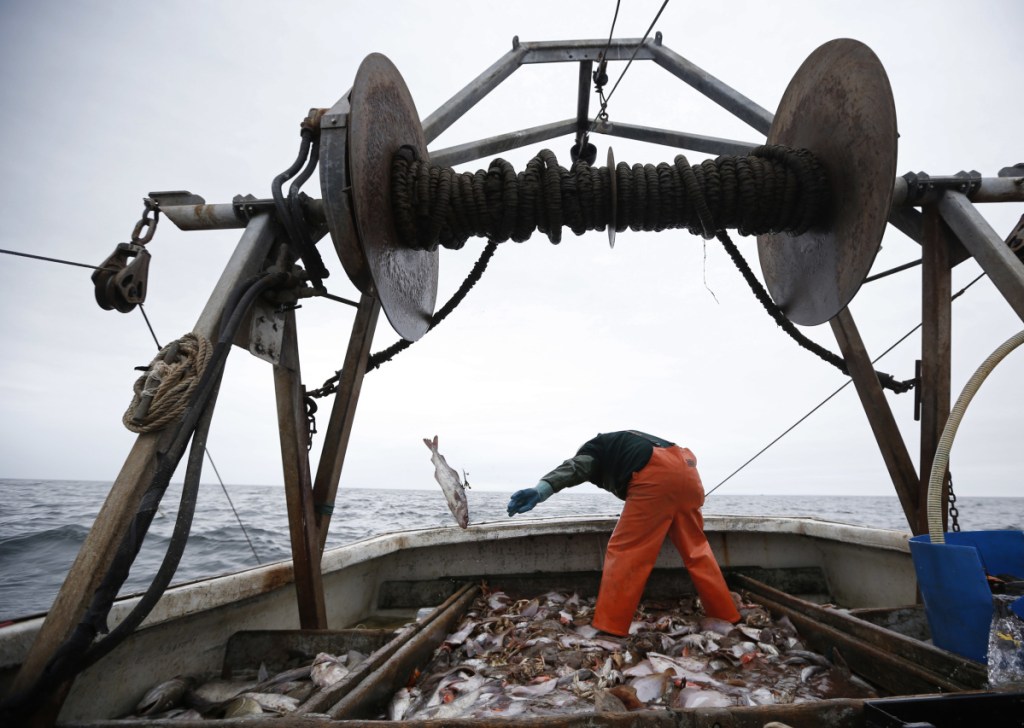 A new study that gathered egg data from 342 fish species around the world – such as North Atlantic cod and haddock, above, and red snapper and corvina drum fish in Panama, left – confirmed that older, larger females have disproportionally more eggs than smaller females of the same species. The finding reinforces the idea that targeting older, bigger fish depletes the resource more rapidly.