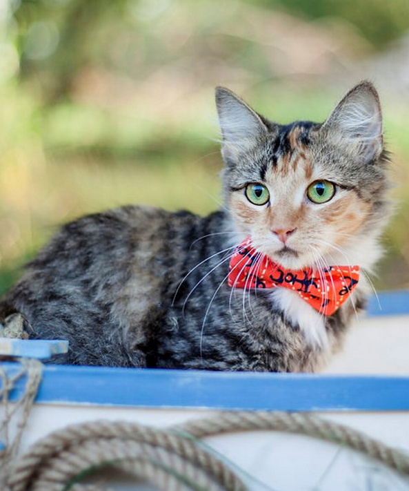 Laura Decato's pet bow ties cost $7-10 depending on the size.