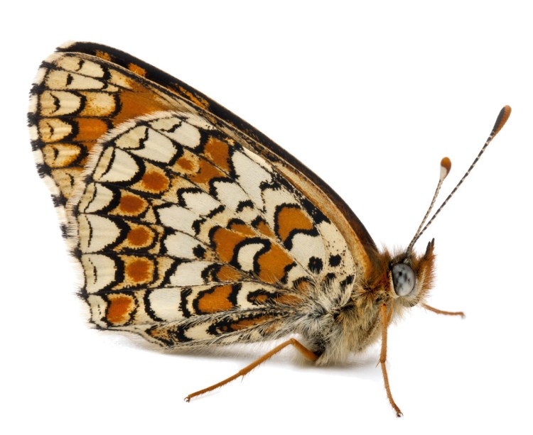 A fritillary butterfly lays its eggs on violets.