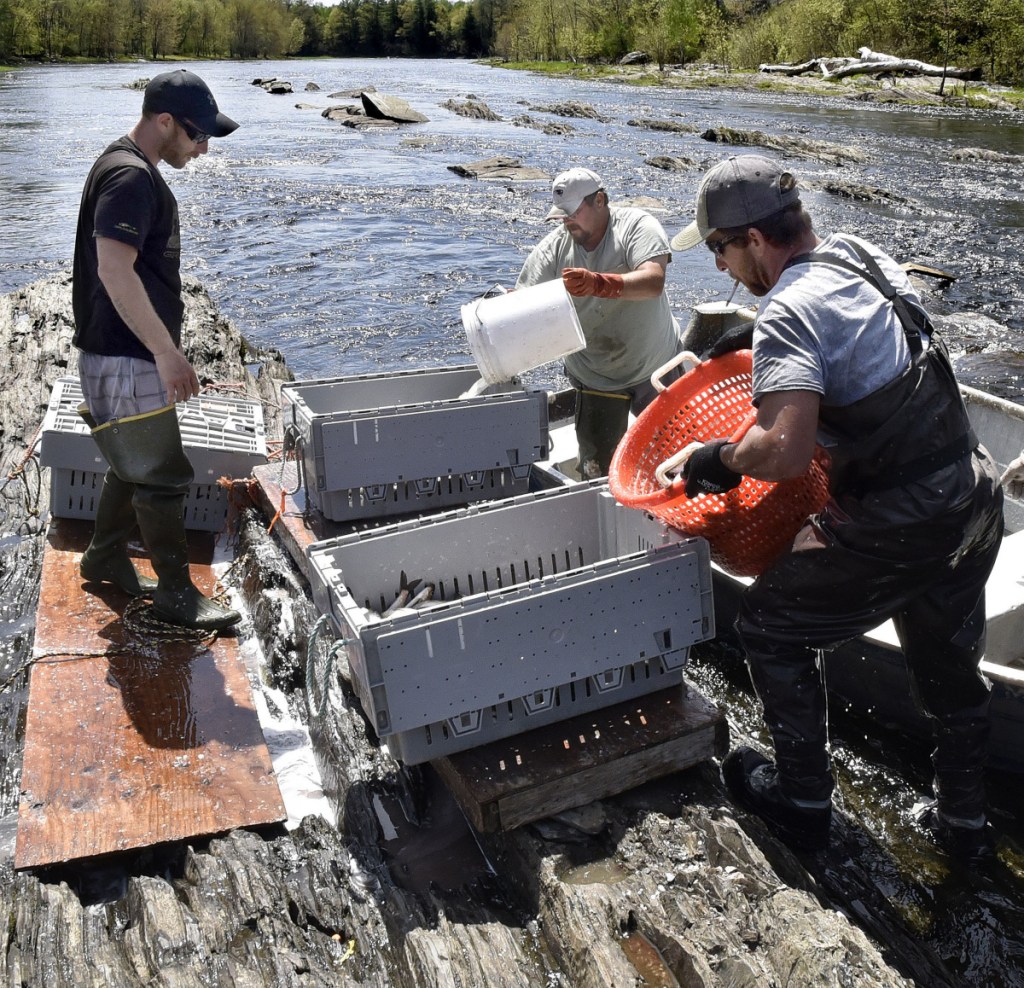 From left, Ryan Schultz, Harlan Simmons and Thomas Keister fill crates with alewives harvested below the Benton Falls dam Wednesday.