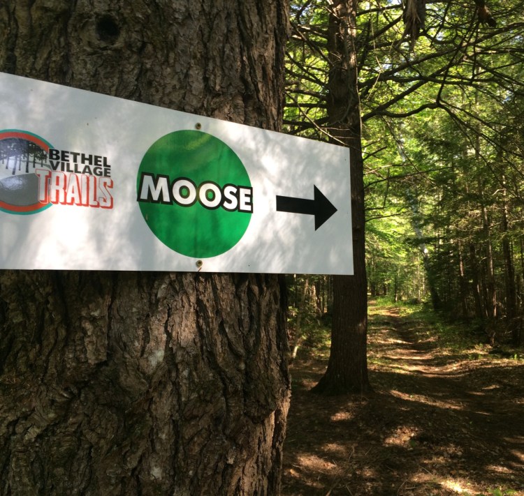 The Bethel Village Trails wind through the woods next to the Bethel Inn golf course. Residents may soon have many more trail options in the area.