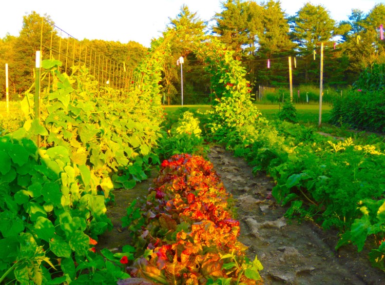 This farm plot in South Paris is cultivated by Taste of Eden owners Sonya and Michael Tardif, who use no animal byproducts, such as manure or bonemeal, and instead raise farm-to-table vegetables with veganic techniques.