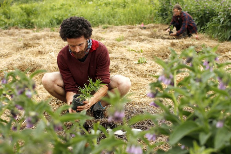 Ben Rooney, co-owner of Wild Folk Farm, and Janel Bodley plant hemp clones on Thursday. The farm is growing about 300 organic hemp plants this year. And they aren't the only ones. The organic crop, which will be largely used for medicinal edibles that come without the high of marijuana, was a micro crop last year, with only about a quarter of an acre in production in the whole state. This season, that number is up to almost 900 acres.