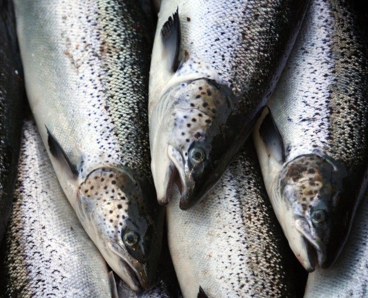 Farm-raised Atlantic salmon move across a conveyor belt as they are brought aboard a harvesting boat near Eastport. Federal data show the nation's trade deficit in the seafood sector is growing. 