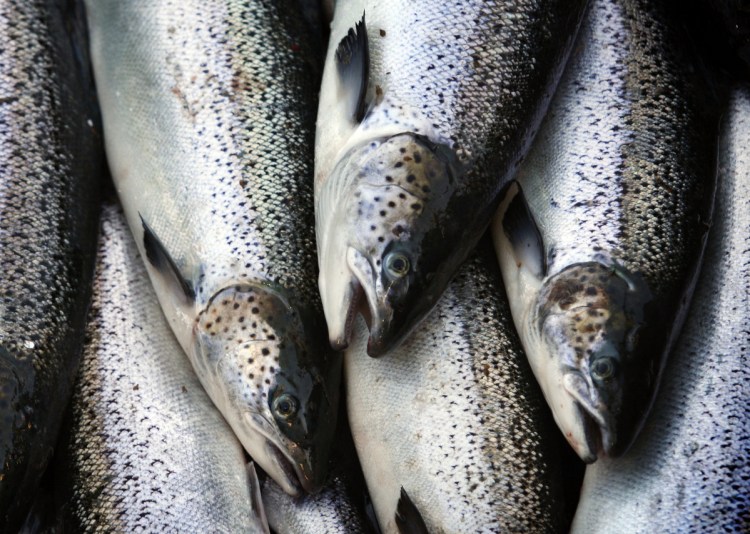 Farm-raised Atlantic salmon move across a conveyor belt as they are brought aboard a harvesting boat near Eastport. Maine-farmed seafood can become a truly world-class brand, a reader says.