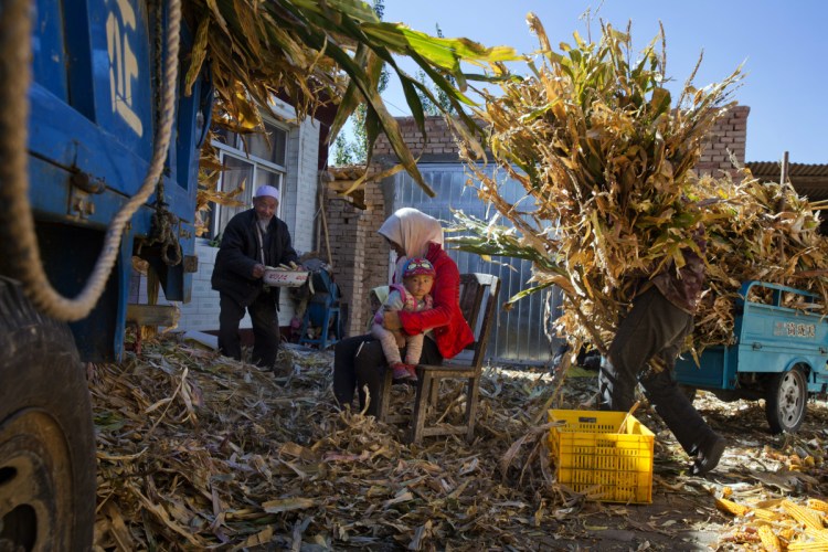 People relocated from a drought region sort maize stalks at their new home in Hongbusi, China, in 2015. A reader warns that mass migrations will intensify as parts of the globe become uninhabitable.