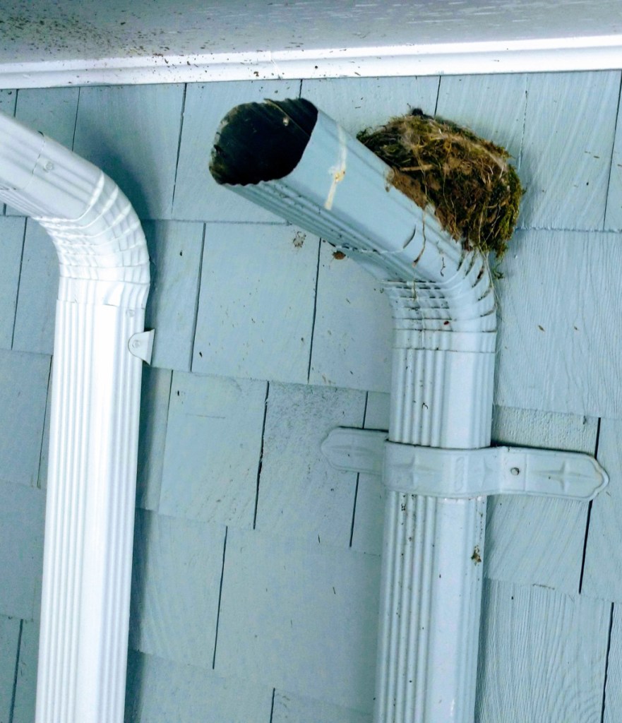 Fur from Marley the yellow Lab is one of the materials a mother hermit thrush used to build this nest at the home of Cynthia Dill and her family in Cape Elizabeth.