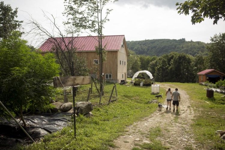 Husband-and-wife caregivers Chad Crandall and Emily Isler walk at their farm and marijuana-growing operation in Jay. They had to beef up security measures in order to get insurance coverage for the cannabis side of their business. They've adapted to the added technology, but Crandall says his Australian cattle dogs are still the best alarm system.